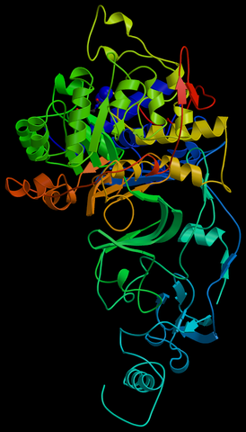 Urease